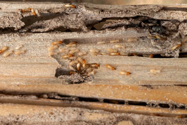 Best Pest Control for Homes  in Wolfdale, PA
